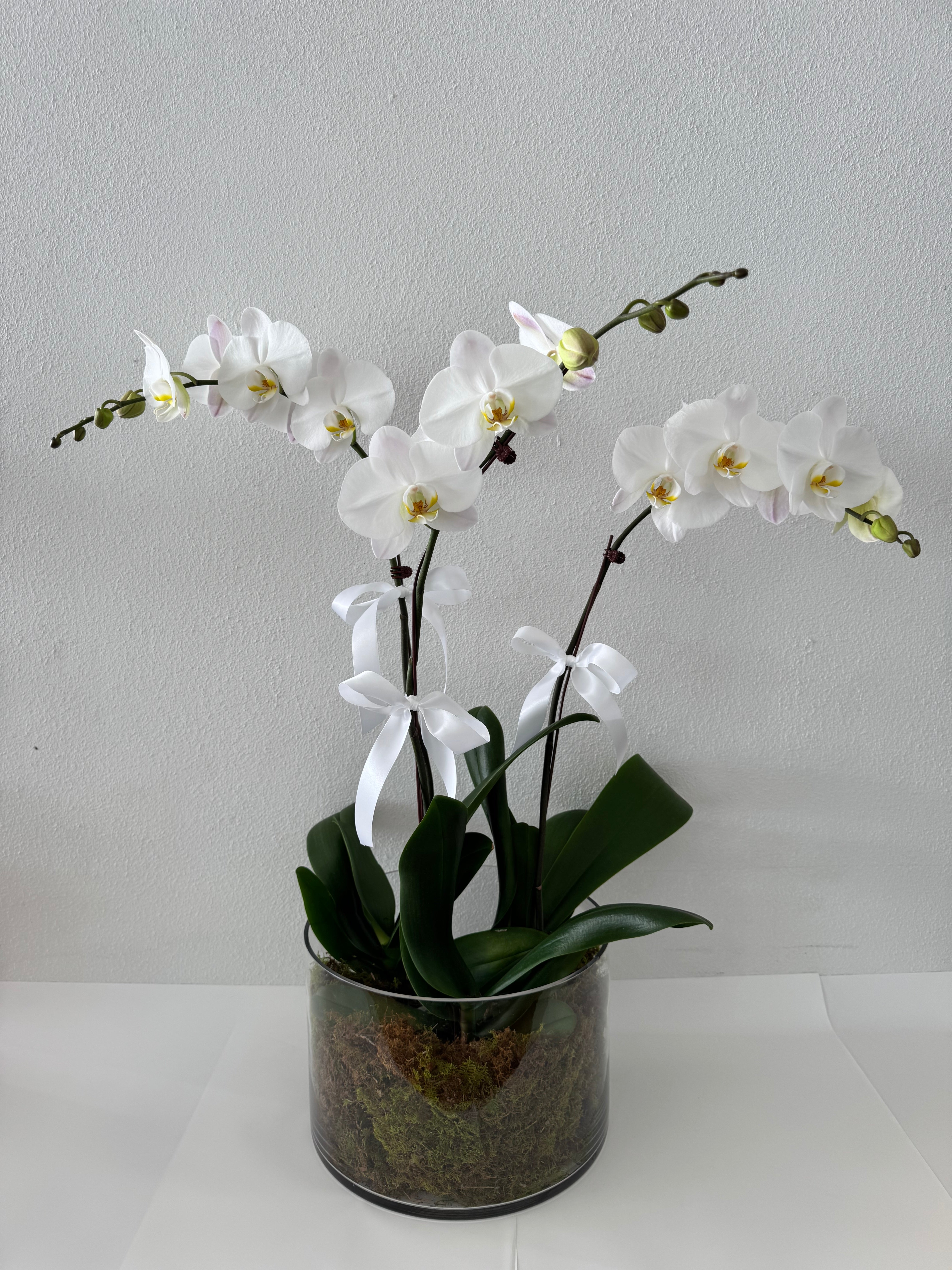 Luxury Orchids