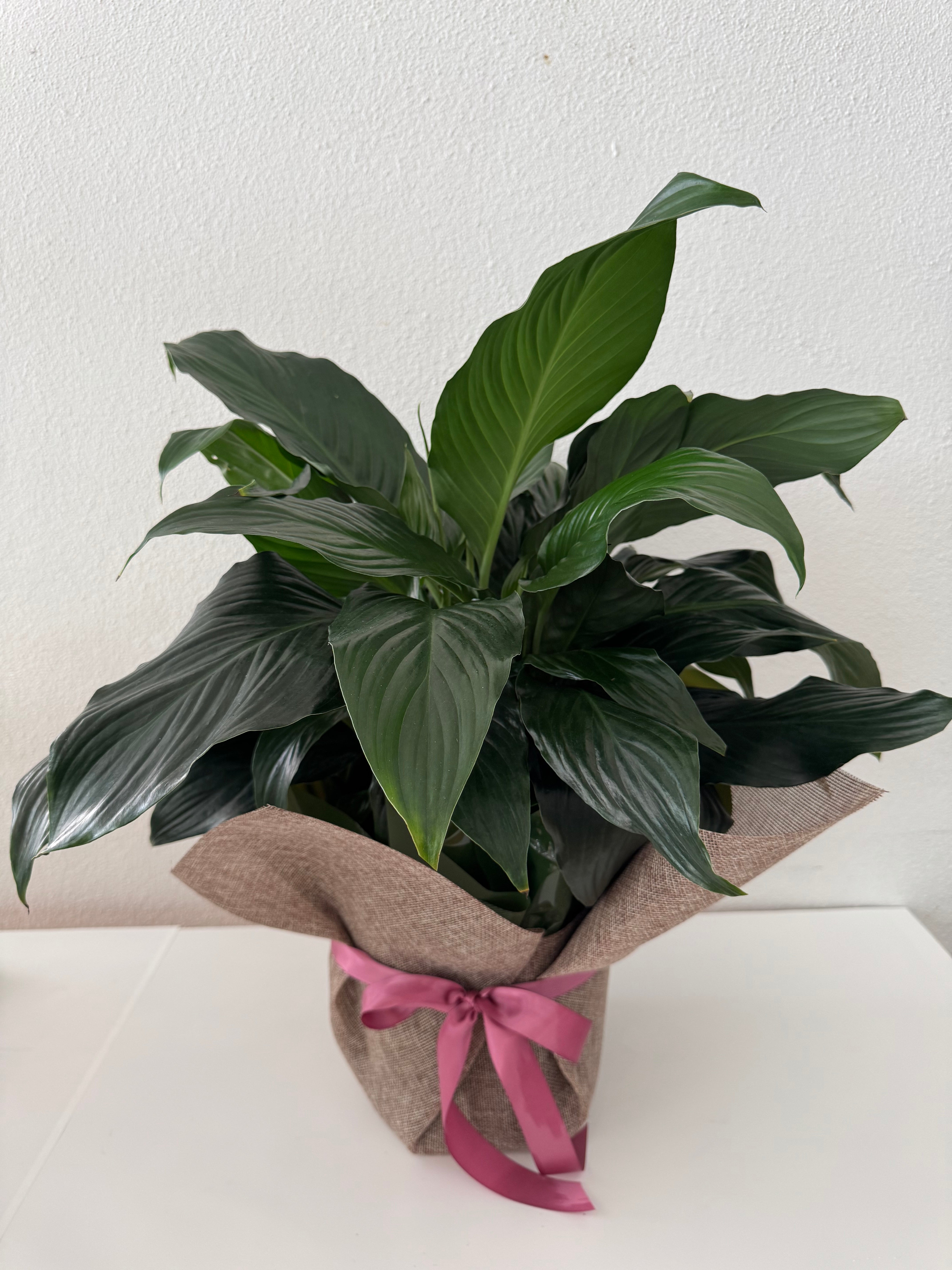 Peace Lily